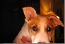 doggy
