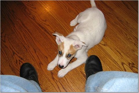 Another fine beer gives its name to a dog.